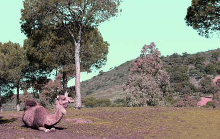 Dromedary in the fieldの写真素材