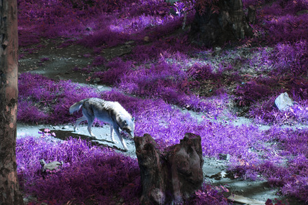 wolf in fieldの写真素材