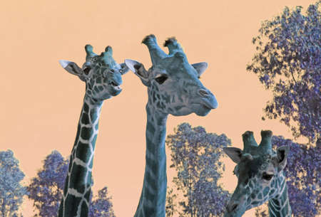 Giraffe photoの写真素材