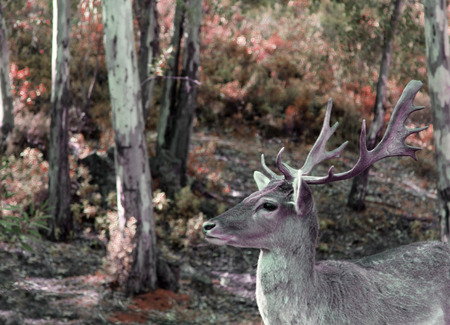 Deer in fieldの写真素材