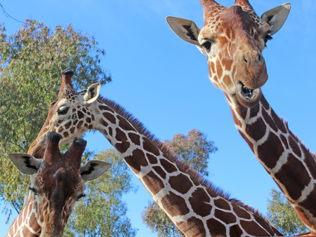 giraffe photoの写真素材