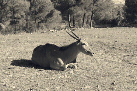 Big goatの写真素材