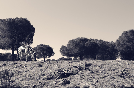 vintage fieldの写真素材