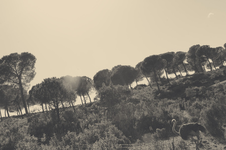 vintage fieldの写真素材