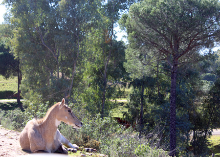 Big goatの写真素材
