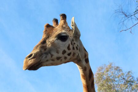 Giraffe photoの写真素材