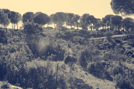 vintage fieldの写真素材