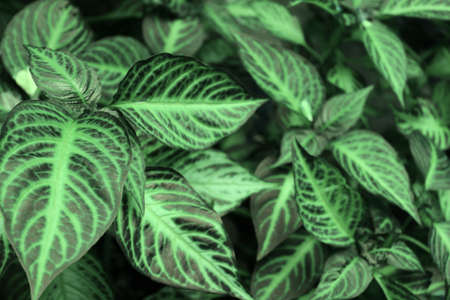 spring leafsの写真素材