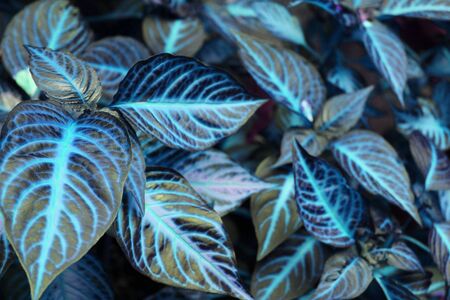 spring leafsの写真素材