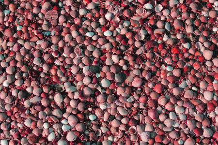 marine clams textureの写真素材