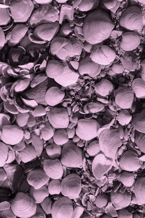 marine clams textureの写真素材