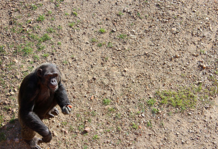 Monkey photoの写真素材