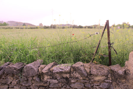 Rural rock wall in fieldの写真素材