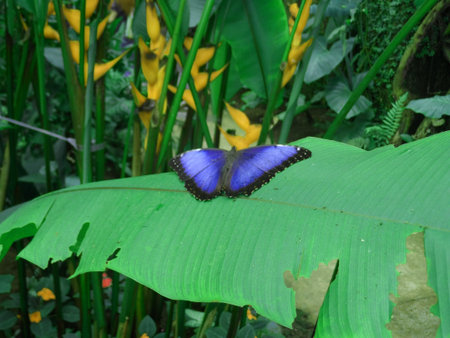 butterfly photo detail