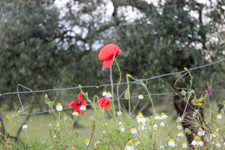 Field photo detailの写真素材