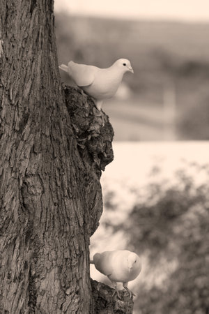 dove in tree photo detailの写真素材
