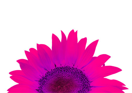 Nice pink flower detailの写真素材