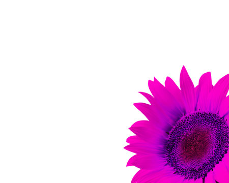 Nice pink flower detailの写真素材