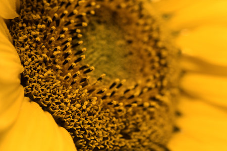 Photo detail of nice sunflowerの写真素材