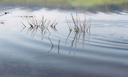 Photo detail of branches in lakeの写真素材