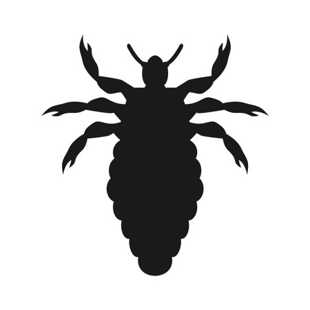 Louse insect drawingのイラスト素材