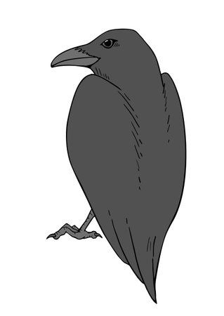 Crow illustration designのイラスト素材
