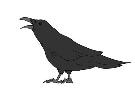 Crow illustration designのイラスト素材