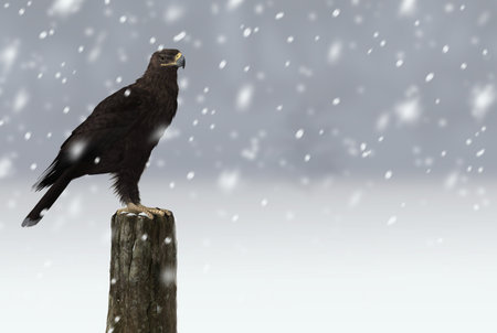 Greater Spotted Eagle on a tree stump in winter, digital painting, 3d render