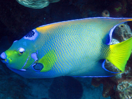 Queen Angelfish