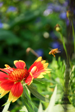 flower and beeの写真素材