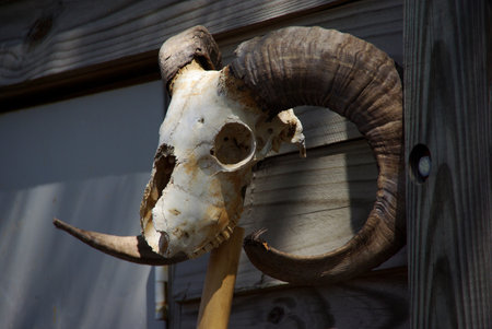 Ram Skullの写真素材