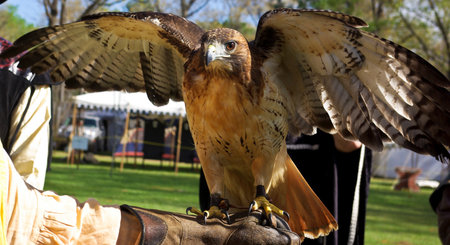 Red tailed hawkの写真素材