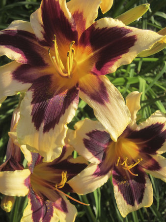 Daylily in bloomの写真素材