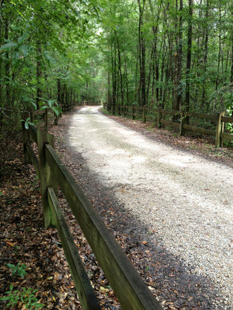 A small path cuts its way through a Florida forestの写真素材