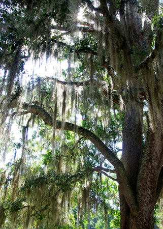 Huge Live oak dripping with Spanish Mossの写真素材