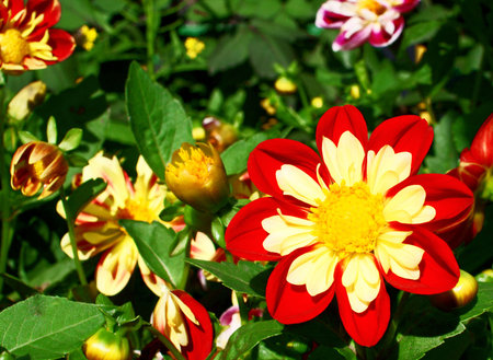 Red flowerの写真素材