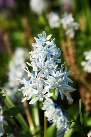 flower hyacinthの写真素材