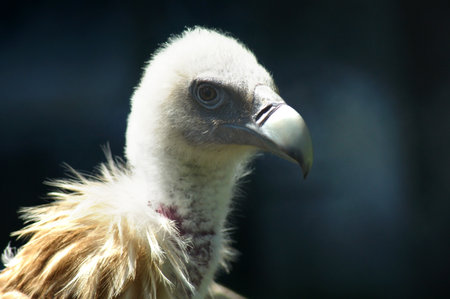 Bird of prey close up