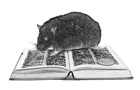 Rat and the book on white background close upの写真素材