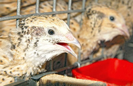 Hens in a cage on a farmの写真素材