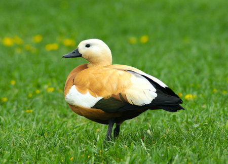 brown duck on a green grassの写真素材
