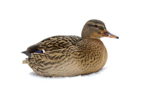 Duck on snow, isolated on the whiteの写真素材