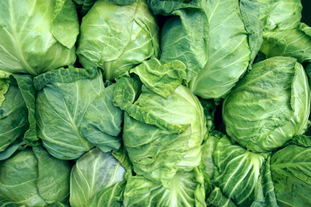Green cabbage on the counter .の写真素材