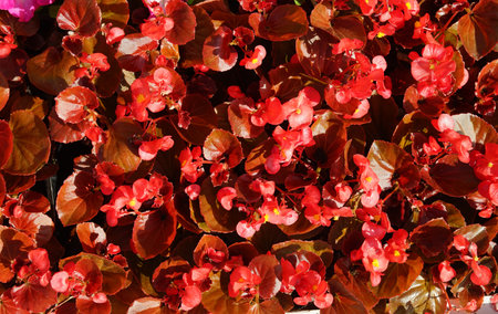 General view of red small flowers in the flowerbed.の写真素材