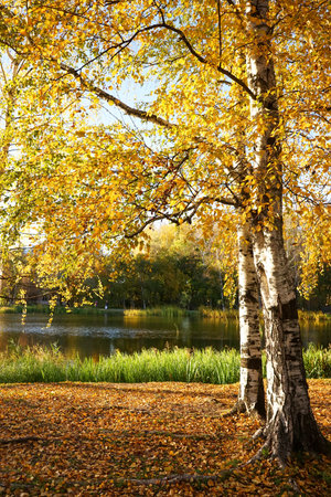 Autumn landscape, birches with yellow leaves on the shore of a forest lake.の写真素材