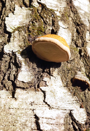 Tree mushroom on a white birch in the autumn forest.の写真素材