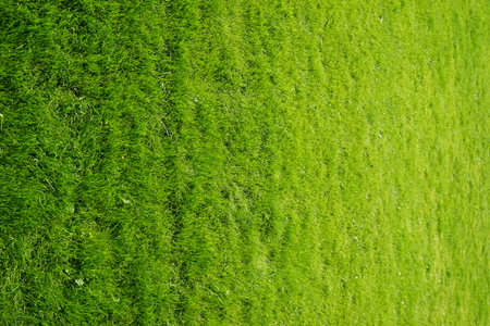 Green grass, vertical photo.