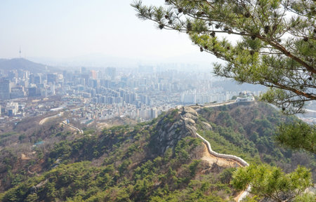Seoul, March - 2019: Pine branch. View of the city wall and Seoul city.  Inwangsan Mountain.