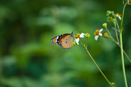 Butterflyの写真素材