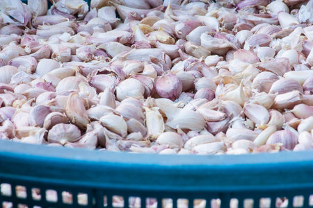 Piles of many whole unpeeled raw garlicの写真素材